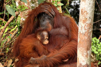 Wildlife